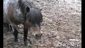 Watch video sex Erected stud horse goes in online - IndianSexCam.Net