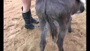 Download video sex new Latex bitch riding donkey HD