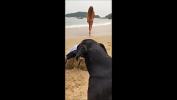 Watch video sex de boa na praia do Brasil transmitindo direto para nossas redes sociais online - IndianSexCam.Net